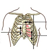 Границы сердца