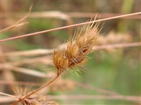 Гребенник изящный – Cynosurus elegans Desf.