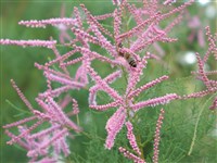 Гребенщик пятитычинковый – Tamarix pentandra Pall.