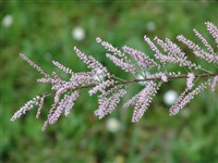 Гребенщик четырехтычинковый – Tamarix tetrandra Pall.