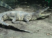 Гребнистый крокодил