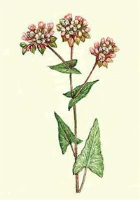 Гречневая крупа