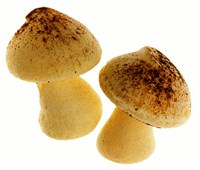 Грибочки из безе