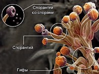 Грибы (плесневые, строение)