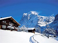 Гриндельвальд (вид)