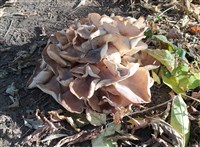 Грифола курчавая