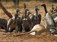 Грифы (африканские)