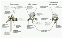Грудные и Поясничные позвонки
