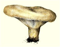 Груздь [кулинария]