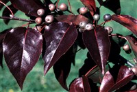 Груша Келлера – Pyrus calleryana Decne.