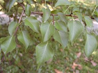 Груша Пашия – Pyrus pashia Hamilt.