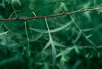 Груша Регеля, разнолистная – Pyrus regelii Rehd.