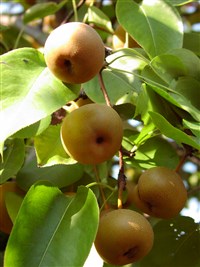 Груша грушелистная, поздняя, песчаная, китайская, горная – Pyrus pyrifolia (Burm.) Nak. (1)