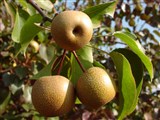 Груша грушелистная, поздняя, песчаная, китайская, горная – Pyrus pyrifolia (Burm.) Nak. (2)