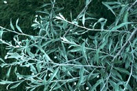 Груша иволистная – Pyrus salicifolia Pall.