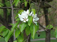Груша обыкновенная, лесная – Pyrus communis L. (1)