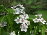 Груша уссурийская – Pyrus ussuriensis Maxim. (1)