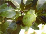 Груша уссурийская – Pyrus ussuriensis Maxim. (2)