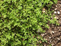 Грыжник гладкий – Herniaria glabra L.