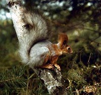 Грызуны (белка)