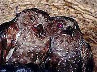 Гуахаро (Steatornis caripensis)