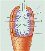Губки (Клеточное строление губки)