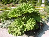 Гуннера красильная, шероховатая – Gunnera tinctoria (Molina) Mirb. (1)