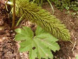 Гуннера красильная, шероховатая – Gunnera tinctoria (Molina) Mirb. (2)