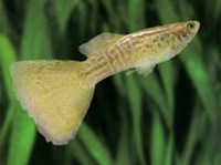 Гуппи (самец)