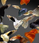 Гуппи (Poecilia reticulata)