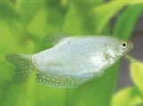 Гурами серебристый