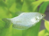 Гурами серебристый