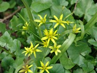 Гусиный лук желтый – Gagea lutea (L.) Ker.-Gawl.