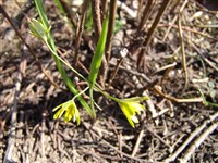 Гусиный лук луговой – Gagea pratensis (Pers.) Roem.et Schult.