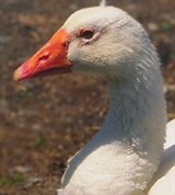 Гуси (домашний гусь)