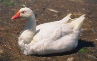 Гуси (домашний гусь)