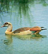 Гуси (нильские)