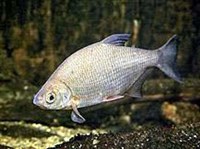 Густера (Blicca bjoerkna)