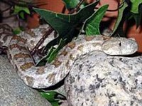 Гюрза (Vipera lebetina)