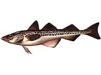 ДАЛЬНЕВОСТОЧНЫЙ МИНТАЙ (рисунок)