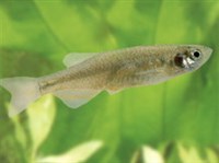 ДАНИО КЕРРА