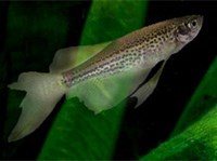 ДАНИО ЛЕОПАРДОВЫЙ