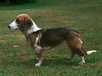 ДАТСКАЯ ТАКСООБРАЗНАЯ ГОНЧАЯ