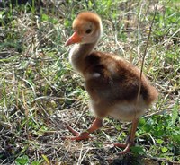 ДАУРСКИЙ ЖУРАВЛЬ (птенец)