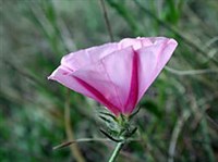 ДВУДОЛЬНЫЕ (Вьюнок кантабрийский)