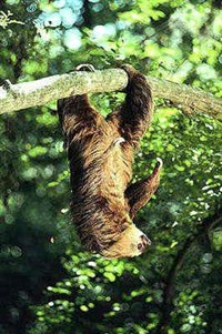 ДВУПАЛЫЕ ЛЕНИВЦЫ