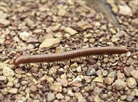 ДВУПАРНОНОГИЕ (Кивсяк)