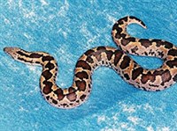 ДВУЦВЕТНАЯ ЗМЕЯ