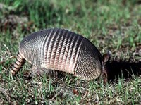 ДЕВЯТИПОЯСНЫЙ БРОНЕНОСЕЦ