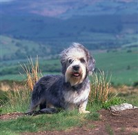 ДЕНДИ-ДИНМОНТ-ТЕРЬЕР